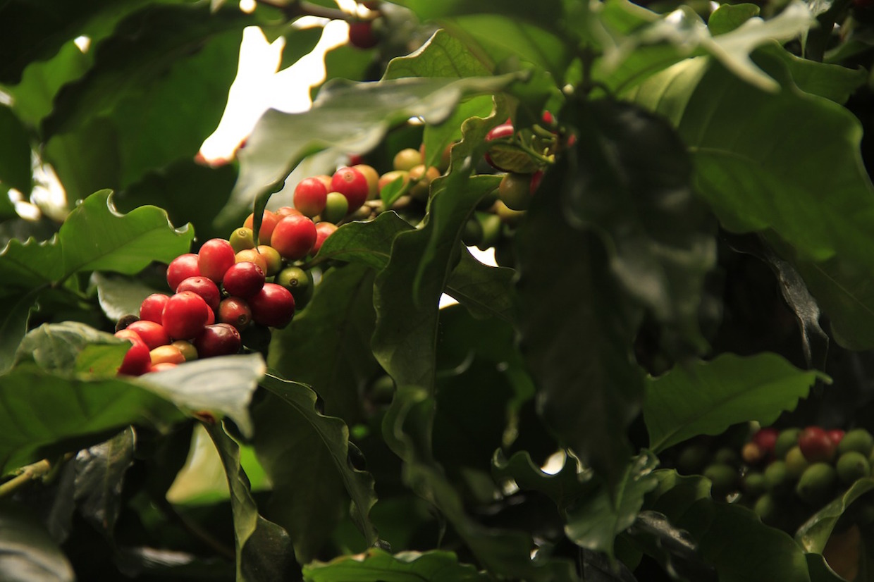 coffee plant sustainability
