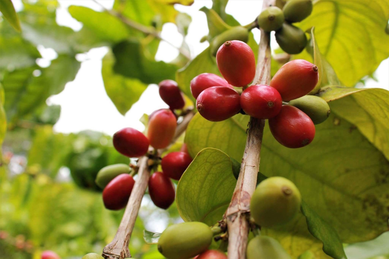 gmos coffee genetic engineering cultivars