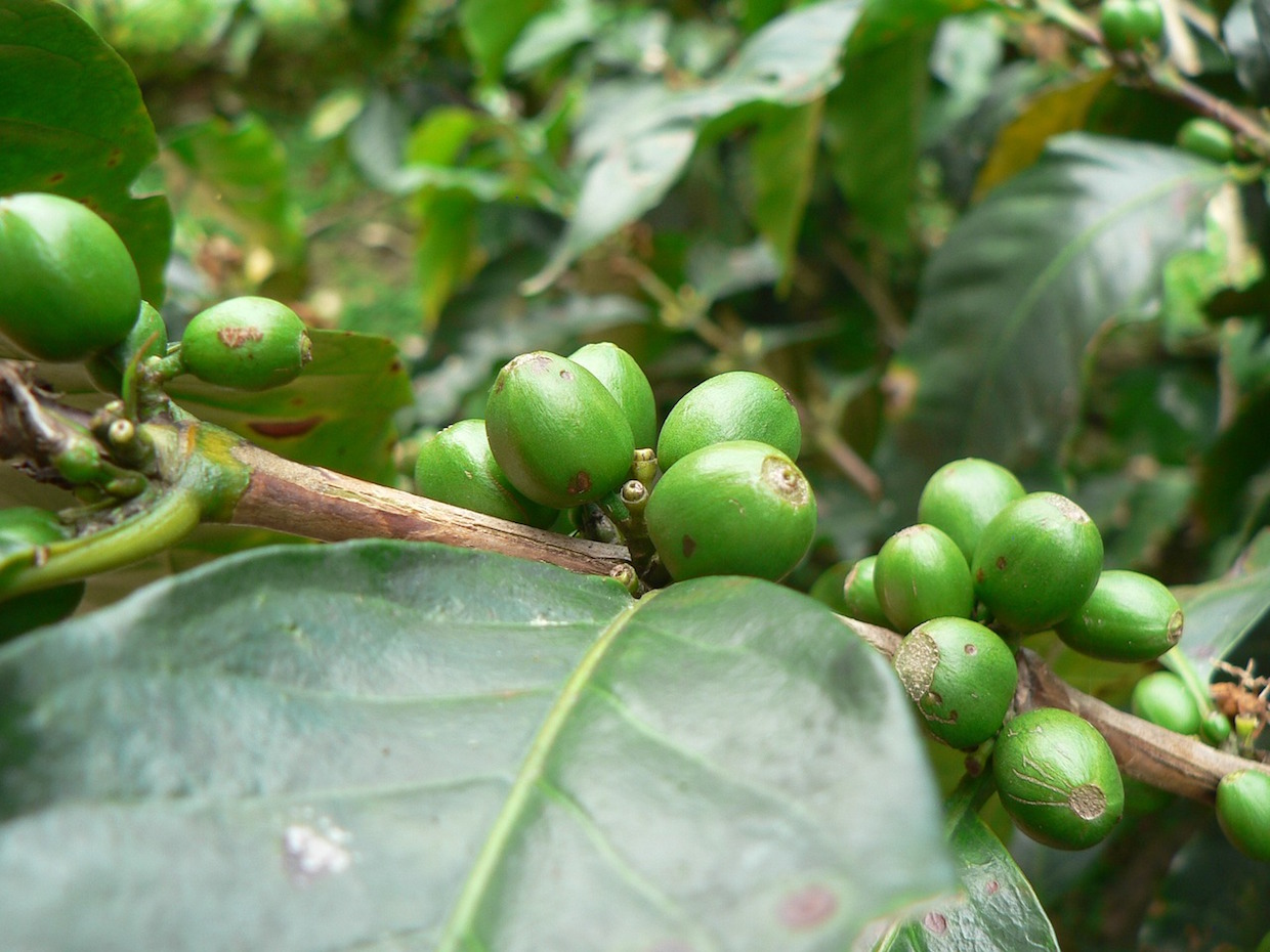 world coffee research and eximware
