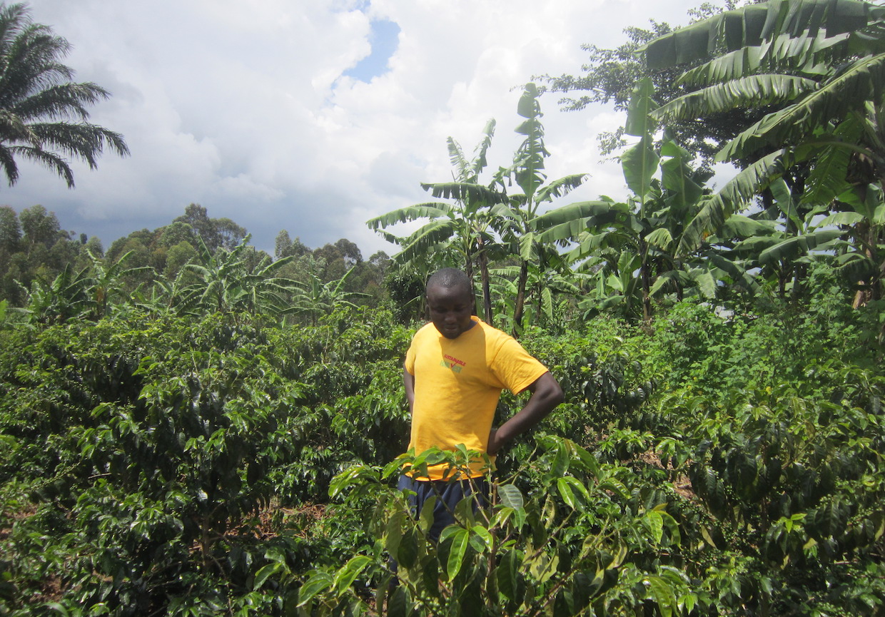 Uganda coffee sector production growth