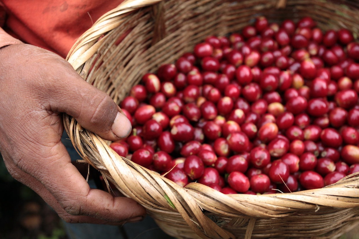 Honduras Presidency Honduran coffee berries