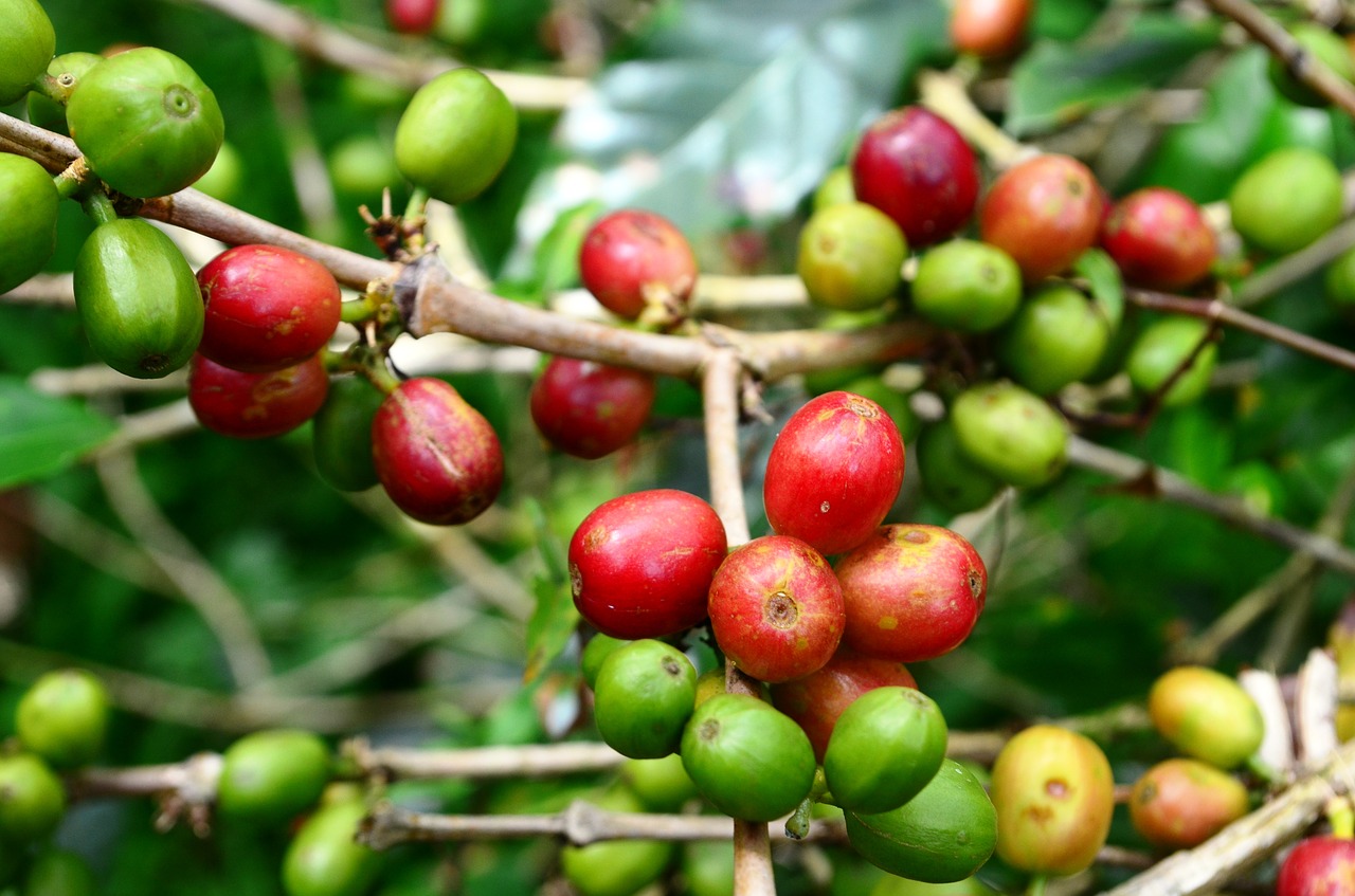 coffee sustainability certifications