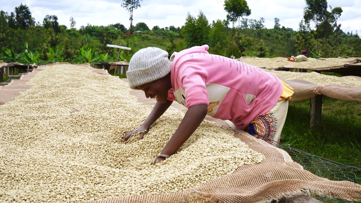 Kenya Coffee farmers drying bed