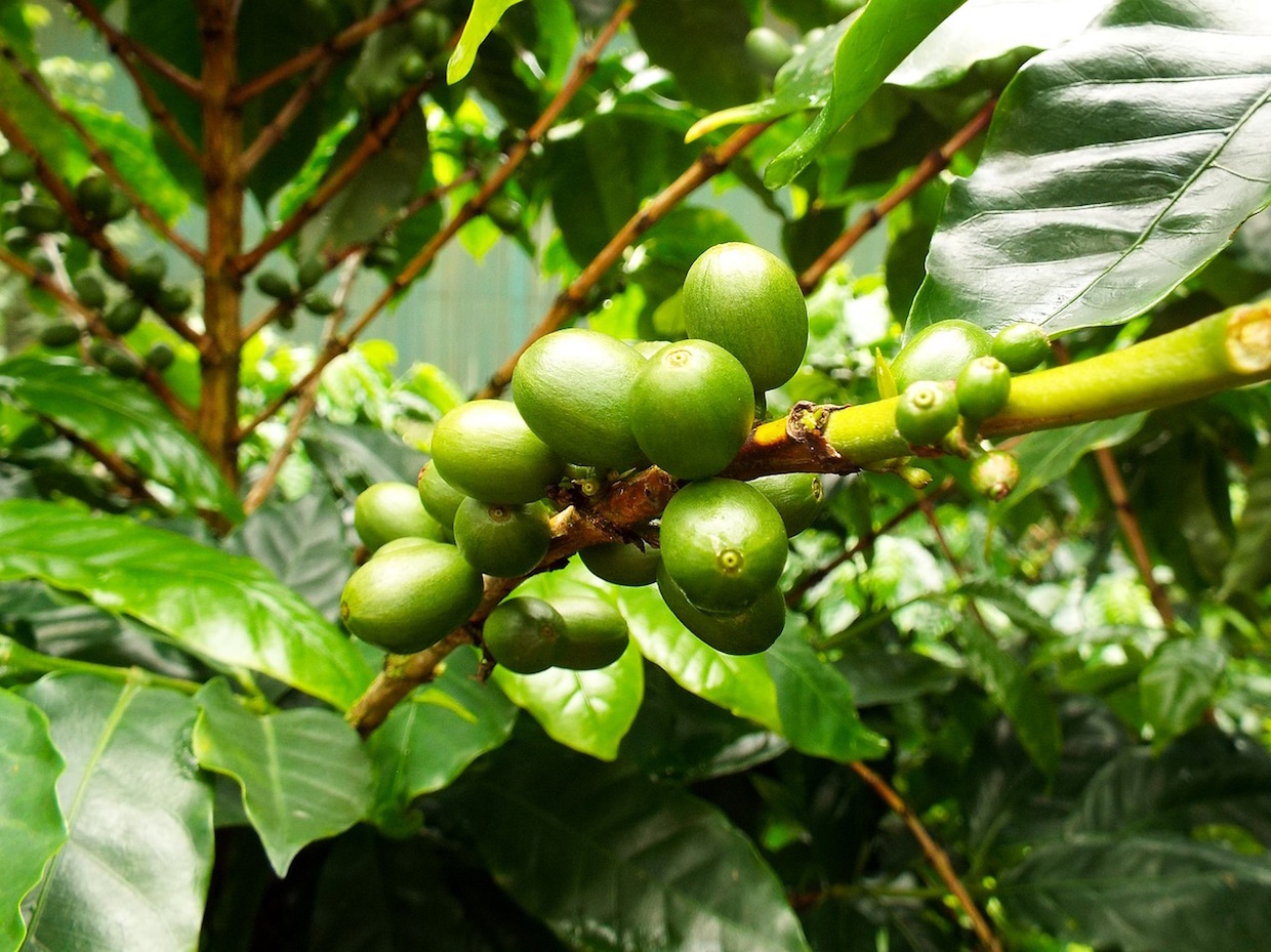 green coffee cherries on a coffee tree