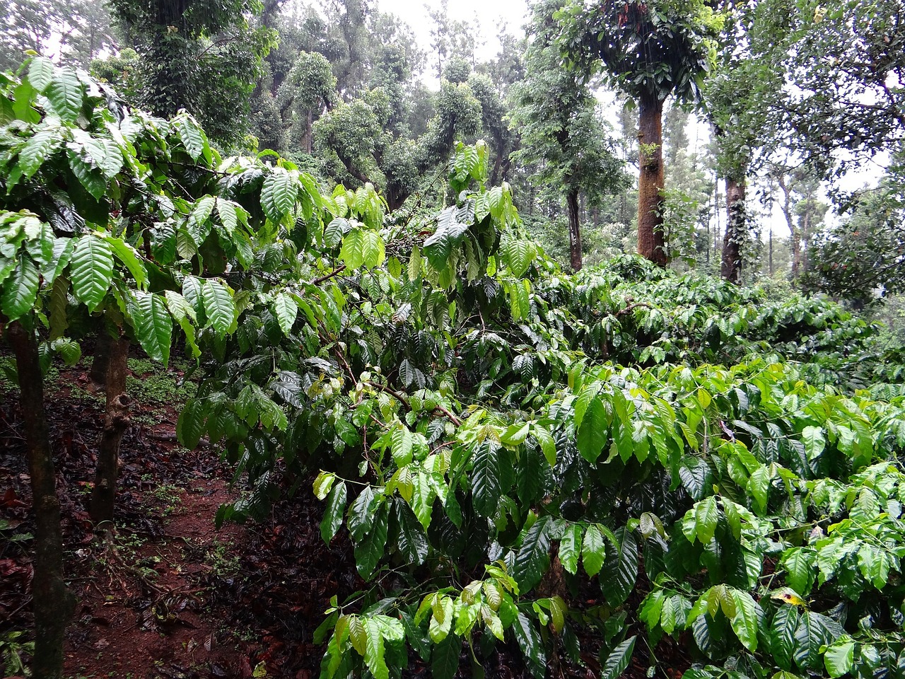 coffee-plantation-345371_1280 (2)