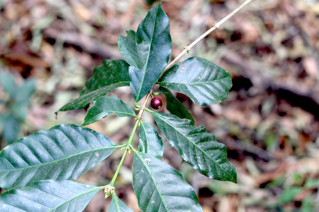 coffee plant cherry 