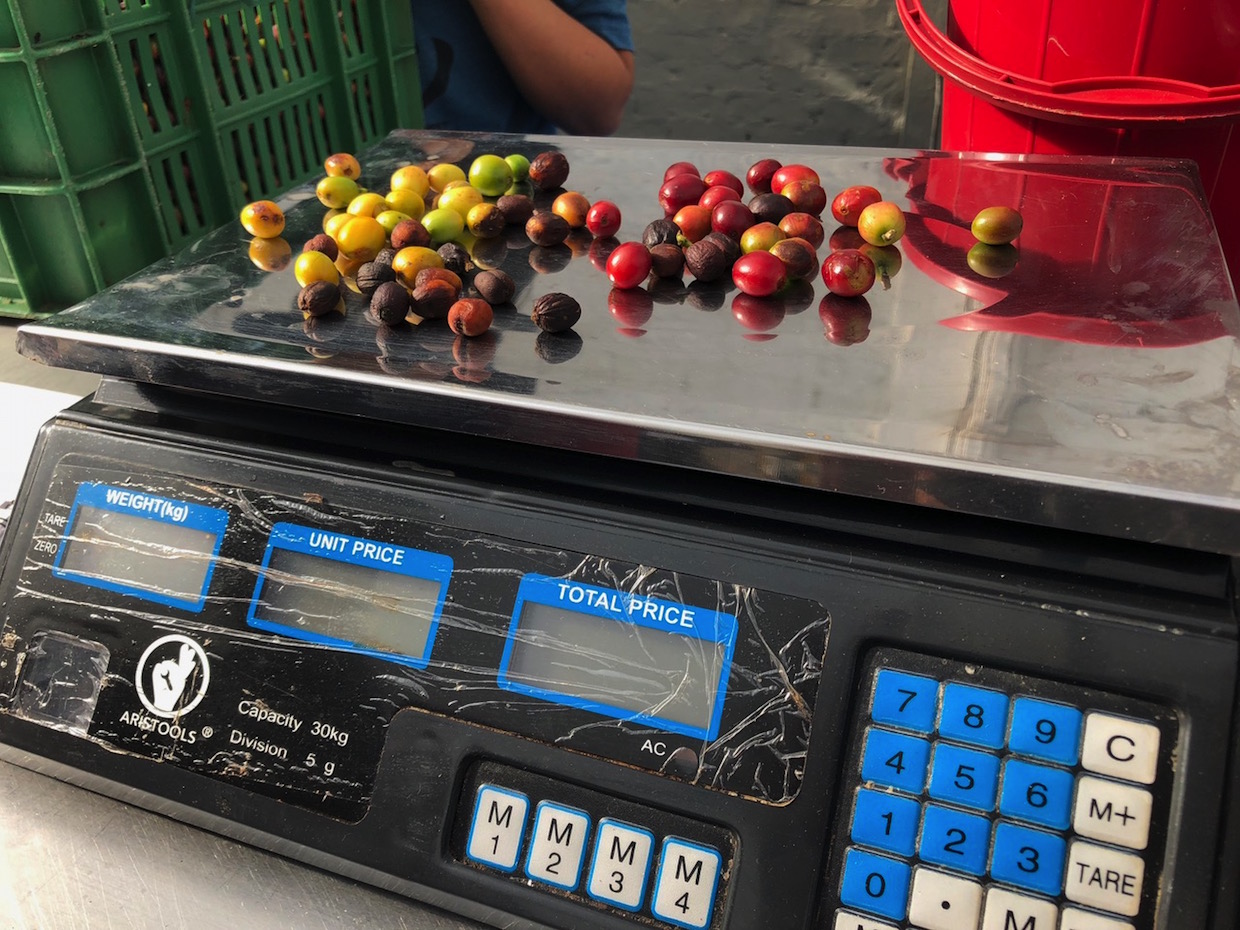 weighing coffee cherries