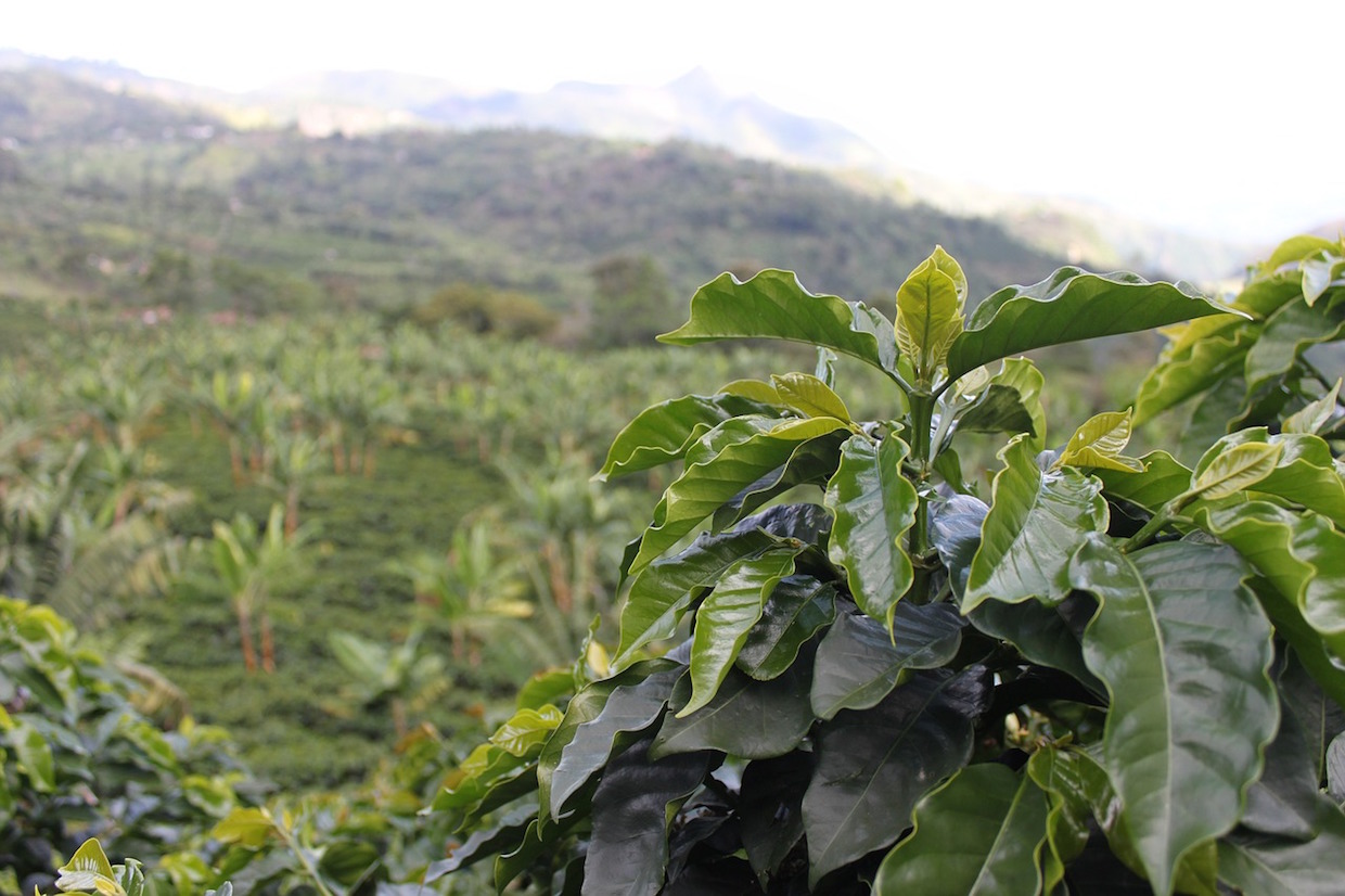 coffee insurance for colombian farmers