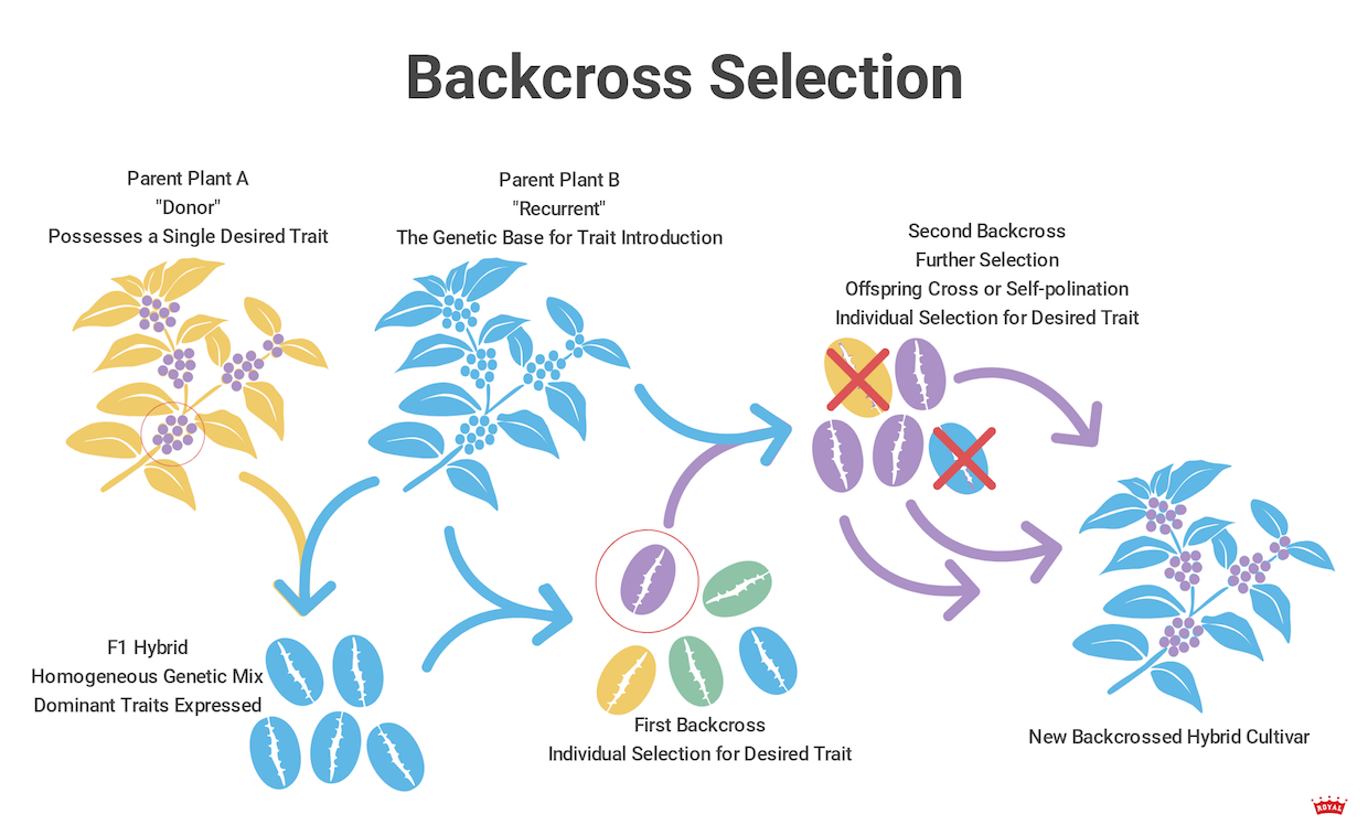 backcross-variety (2)