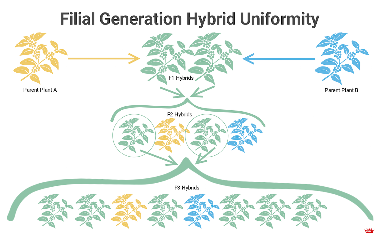filial-generation-hybrid-uniformity