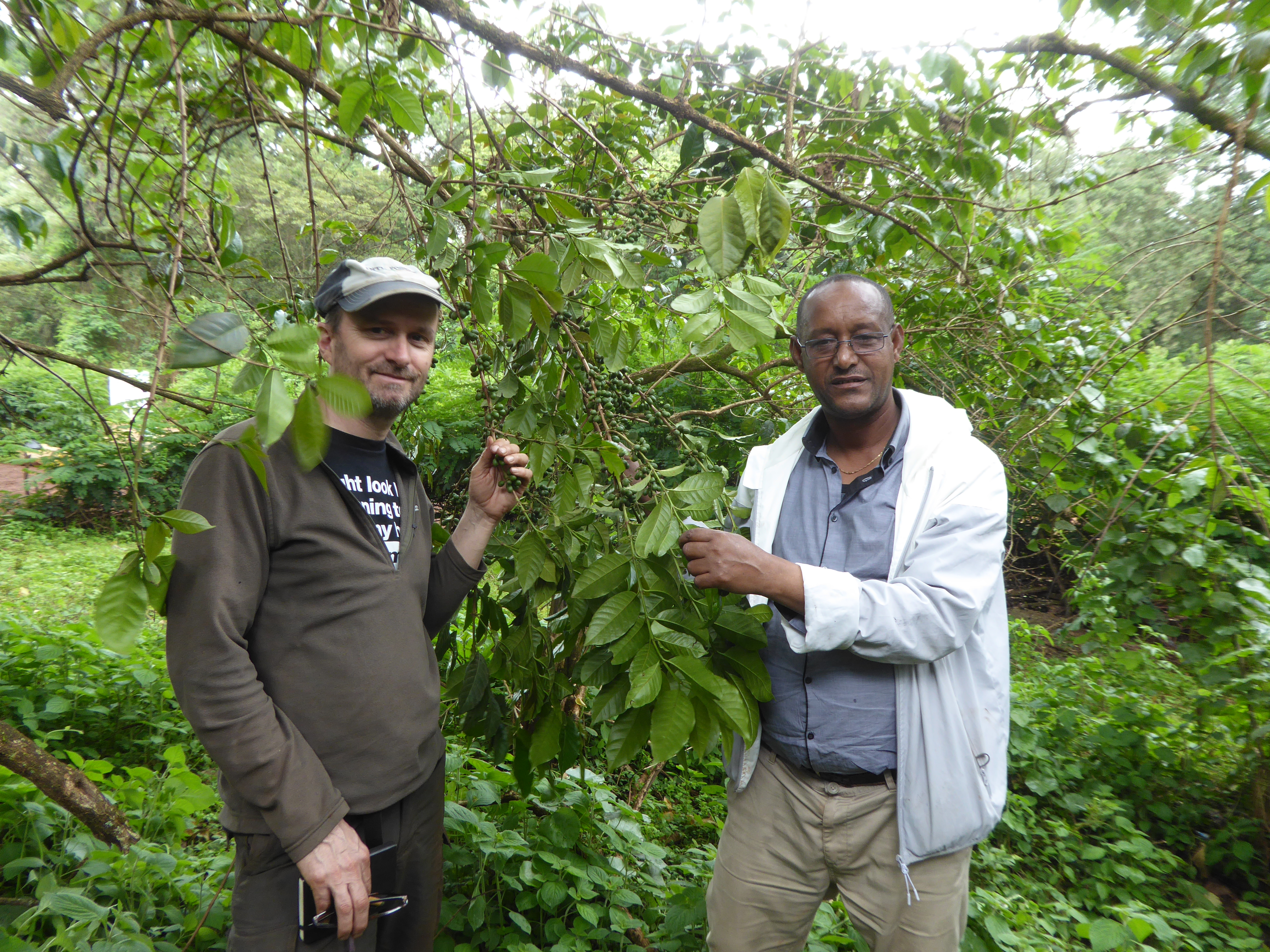 Coffee growing in the Harenna Forest in Ethiopia. Dr Aaron Davis and Techane Gonfa. Image RBG Kew.
