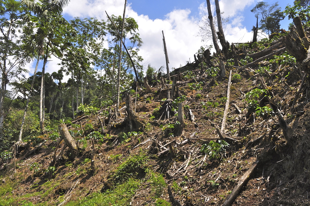 Tropical Deforestation