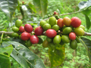 colombian coffee cherries