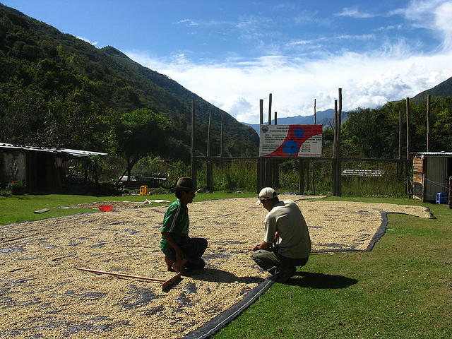 coffee beans drying in Peru