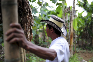 smallholder coffee farms should diversify with leaf rust crisis