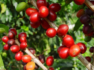 colombian coffee growers and ecomill washing