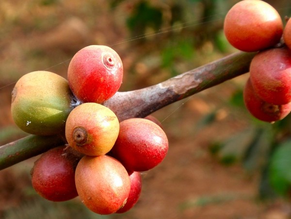 coffee beans on a coffee tree