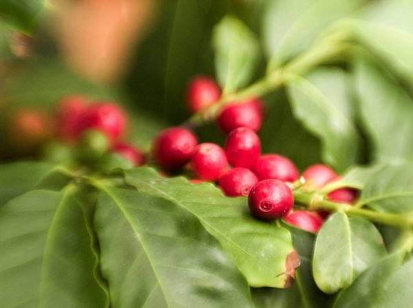 coffee tree cherries