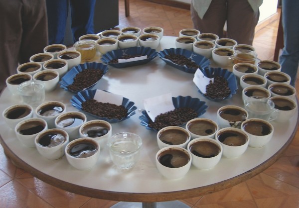 robusta cupping tasting