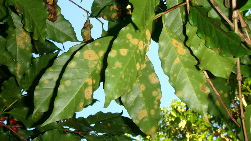 Leaf Rust Fallout: 'Negative Coping Strategies' and Food ...