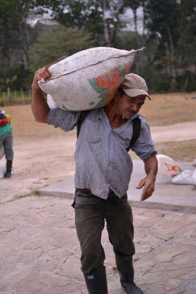 Coffee picker carries coffee cherries to the milling station