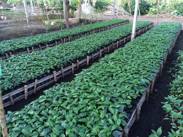 A shot from the nursery of maturing coffee plants
