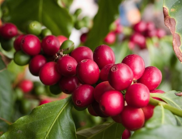 coffee cherries ripe on the plant