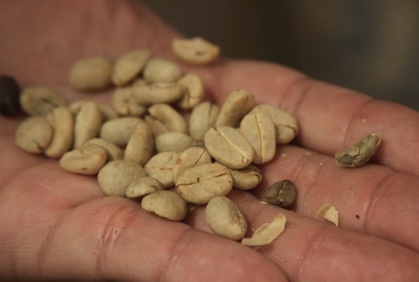 colombian coffee farmers beans