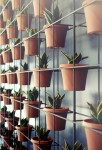 the_classic_plant_wall