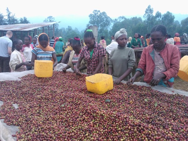 Ethiopia coffee sorting cherries