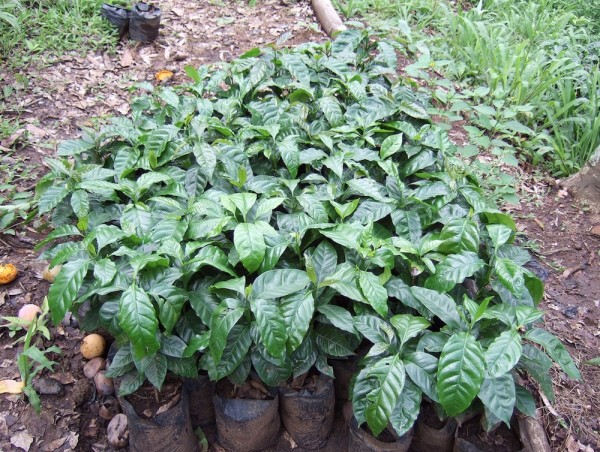 coffee plant castillo bourbon caturra