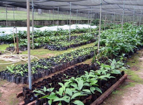 coffee genome seedlings