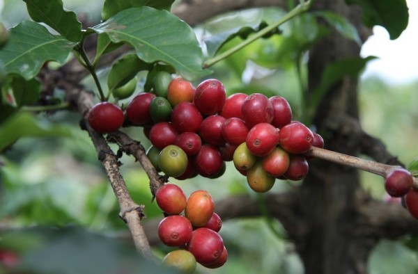 coffee_cherries_farm-600x394