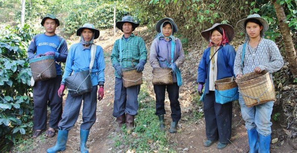 Coffee pickers in the Chiang Rai province of Thailand