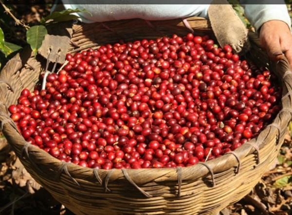 Ripe cherries at Finca Malacara