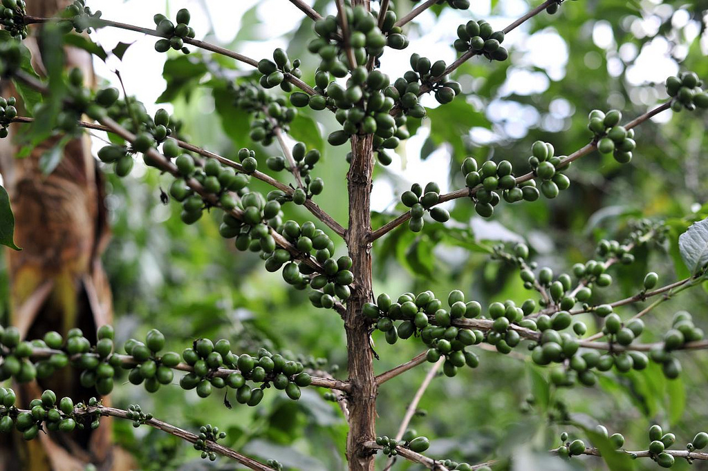 first-global-study-on-climate-change-and-arabica-predicts-severe