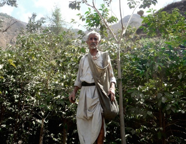 A Yemeni Coffee farmer. Photo by Andrew Nicholson.
