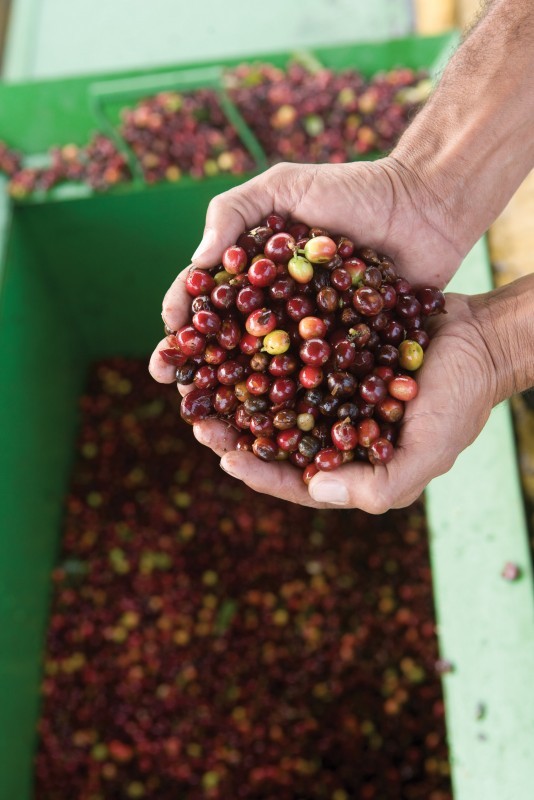 How To Find Truly Ethically Sourced Coffee