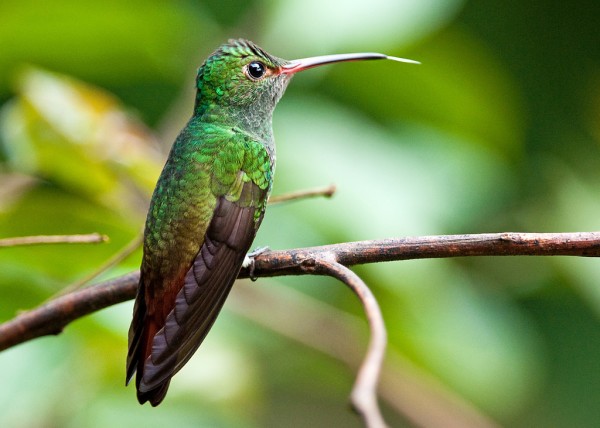 rufous-tailed hummingbird