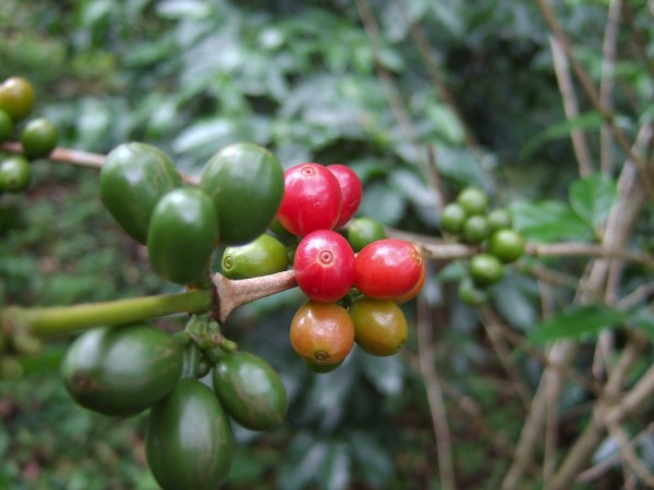 ripe and unripe coffee