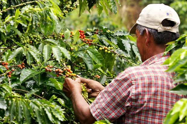 Coffee_farmer_-_triangulo_del_café