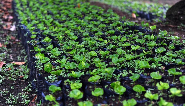 New_coffee_varieties_in_a_nursery_at_a_coffee_farm_in_Cauca,_southwestern_Colombia