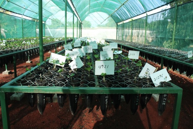 coffee seedlings nursery