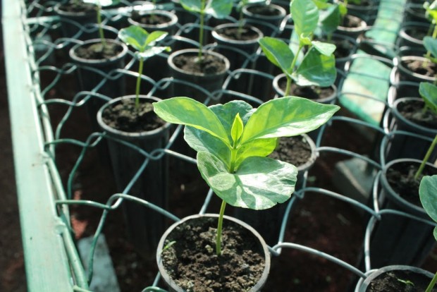 coffee seedlings nursery