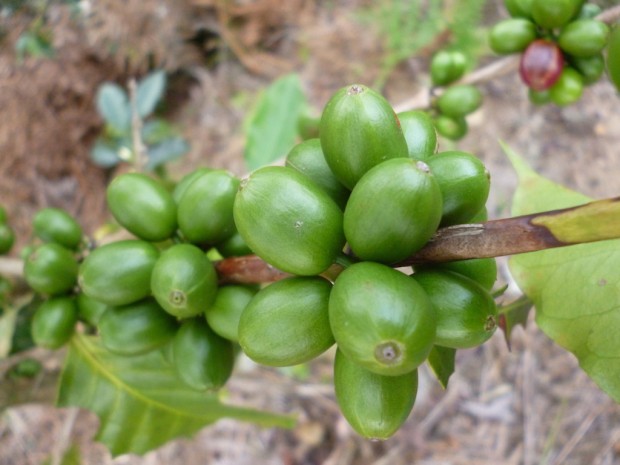 Caturra coffee growing in Colombia.