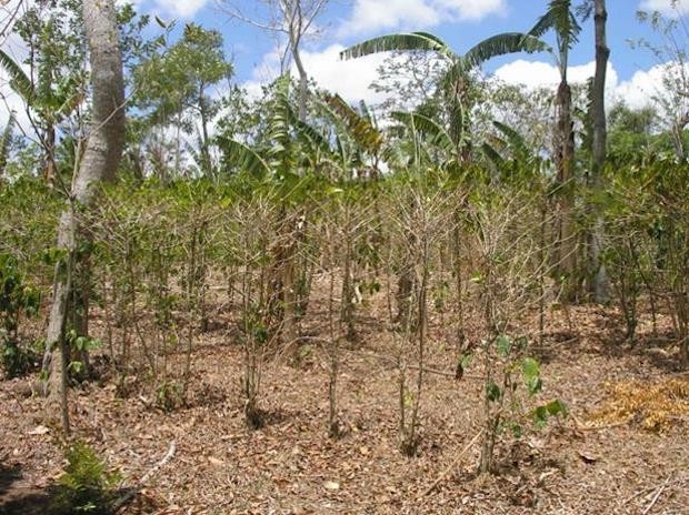 The Costly Effects of the Current Drought on Coffee Farmers - Daily Coffee News by Roast MagazineDaily Coffee News by Roast Magazine