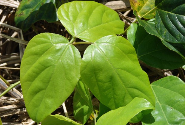 Canavalia plant