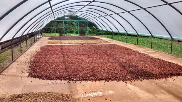 Coffee drying at various stages at the farm. CCM Facebook photo. 