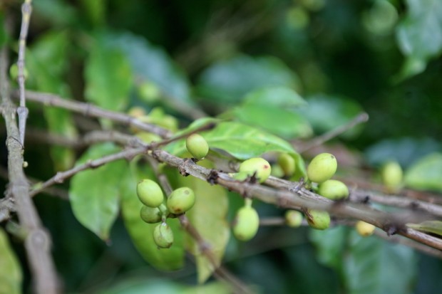 coffee plant