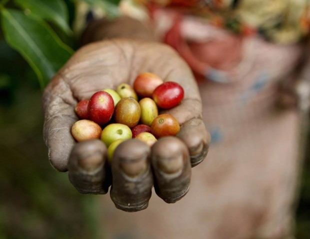 sustainable coffee